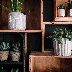 Interior Botanical Trends: Decorating with Plants