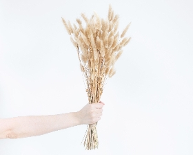 Dried Bunny Tail Bouquet