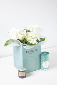 Hydrangea plant gift set
